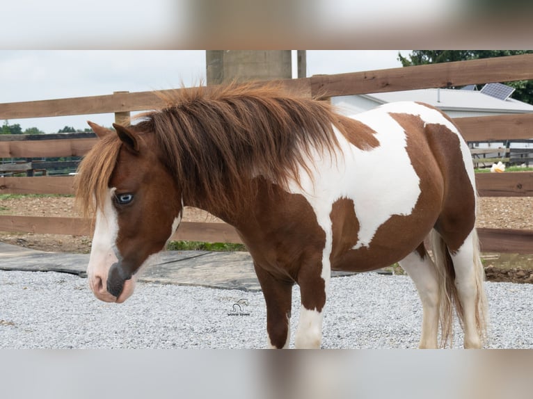 Más ponis/caballos pequeños Caballo castrado 7 años 91 cm Pío in Fredericksburg