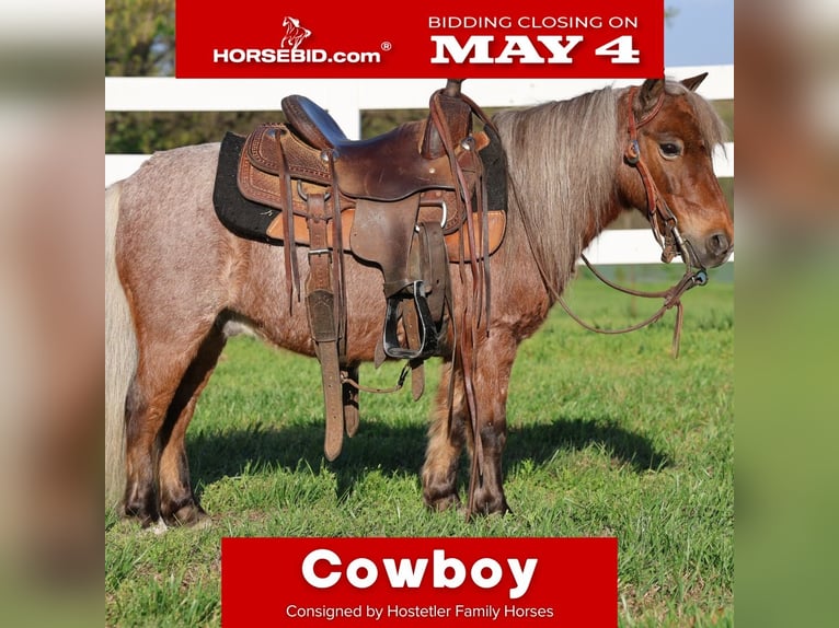 Más ponis/caballos pequeños Caballo castrado 7 años 91 cm Ruano alazán in Sedalia