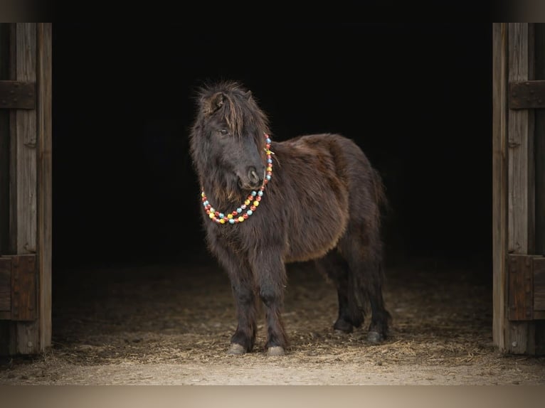 Más ponis/caballos pequeños Caballo castrado 7 años 97 cm Negro in Bernard