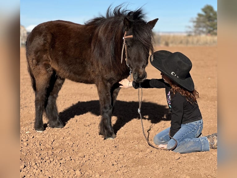Más ponis/caballos pequeños Caballo castrado 7 años 97 cm Negro in Edgewood
