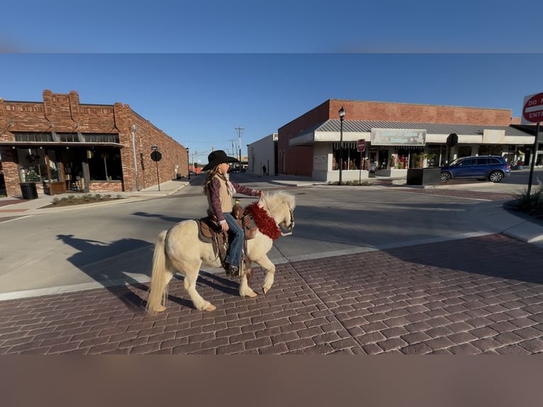 Más ponis/caballos pequeños Caballo castrado 7 años 97 cm Pío in Weatherford