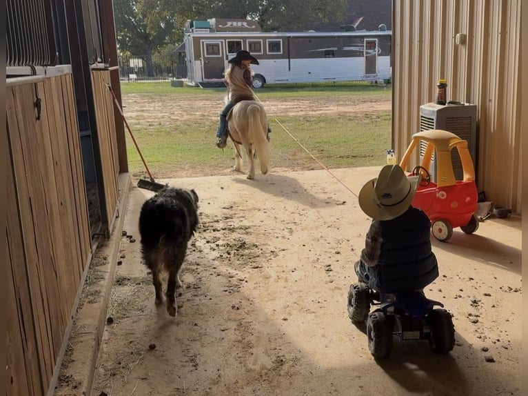 Más ponis/caballos pequeños Caballo castrado 7 años 97 cm Pío in Weatherford