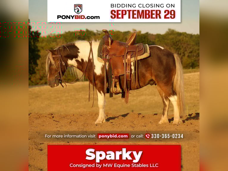 Más ponis/caballos pequeños Caballo castrado 7 años 99 cm Pío in Fresno
