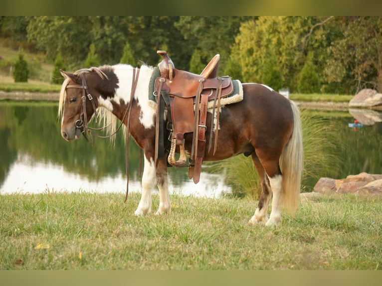Más ponis/caballos pequeños Caballo castrado 7 años 99 cm Pío in Fresno