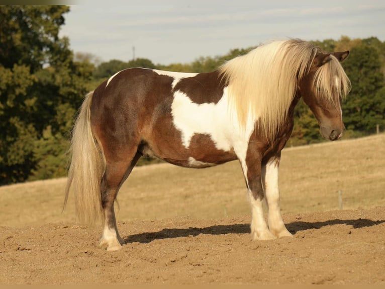 Más ponis/caballos pequeños Caballo castrado 7 años 99 cm Pío in Fresno