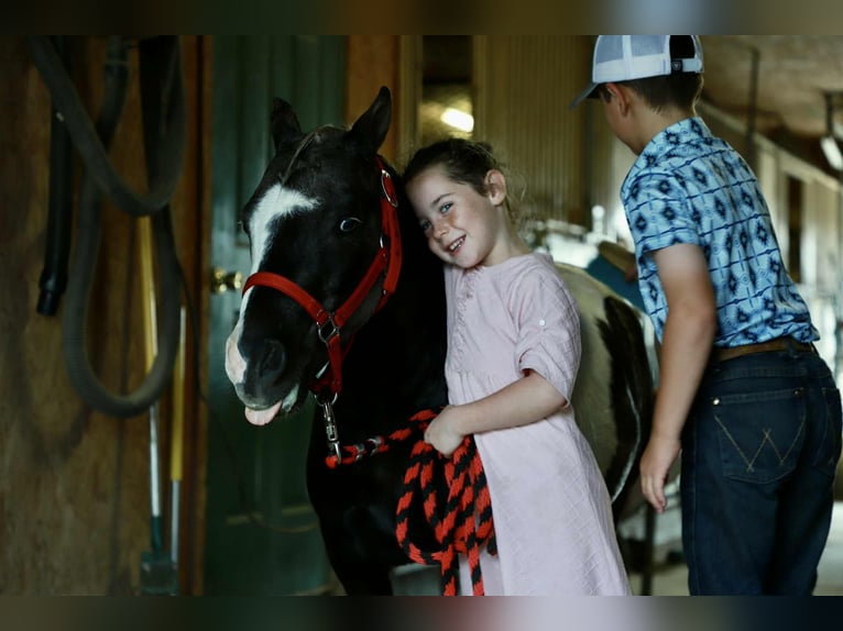 Más ponis/caballos pequeños Caballo castrado 7 años 99 cm Pío in Mount Vernon