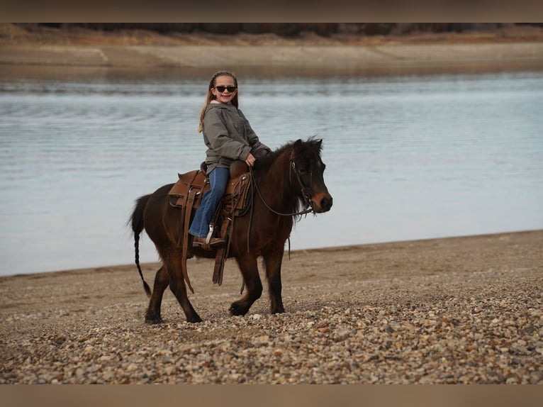 Más ponis/caballos pequeños Caballo castrado 8 años 102 cm Castaño in Brandon