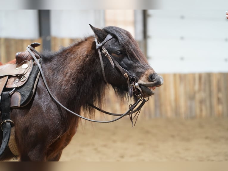 Más ponis/caballos pequeños Caballo castrado 8 años 102 cm Castaño in Brandon