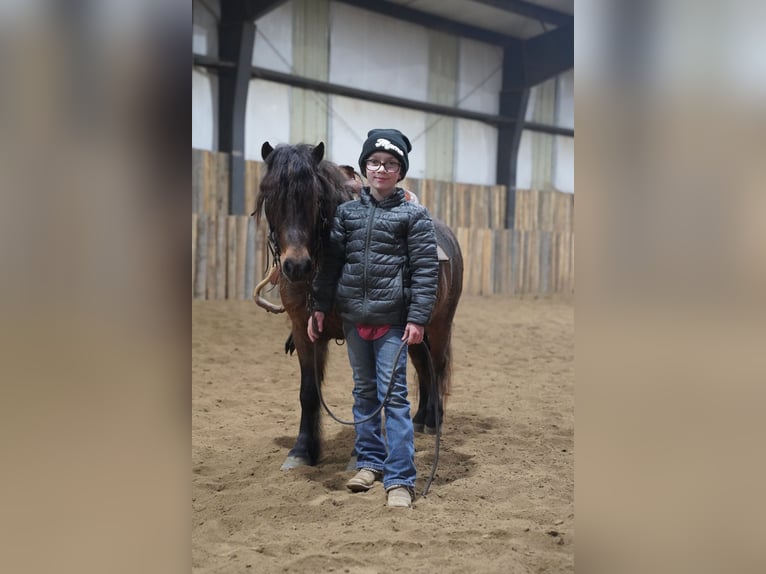 Más ponis/caballos pequeños Caballo castrado 8 años 102 cm Castaño in Brandon