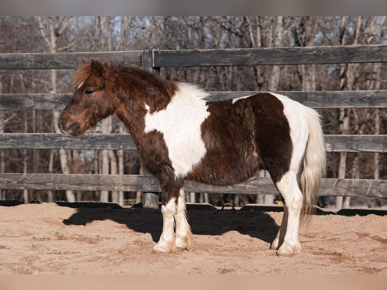 Más ponis/caballos pequeños Caballo castrado 8 años 102 cm Pío in Clover