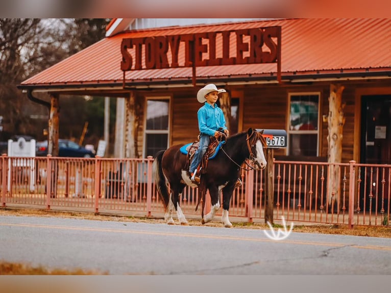 Más ponis/caballos pequeños Caballo castrado 8 años 107 cm Pío in Lyles