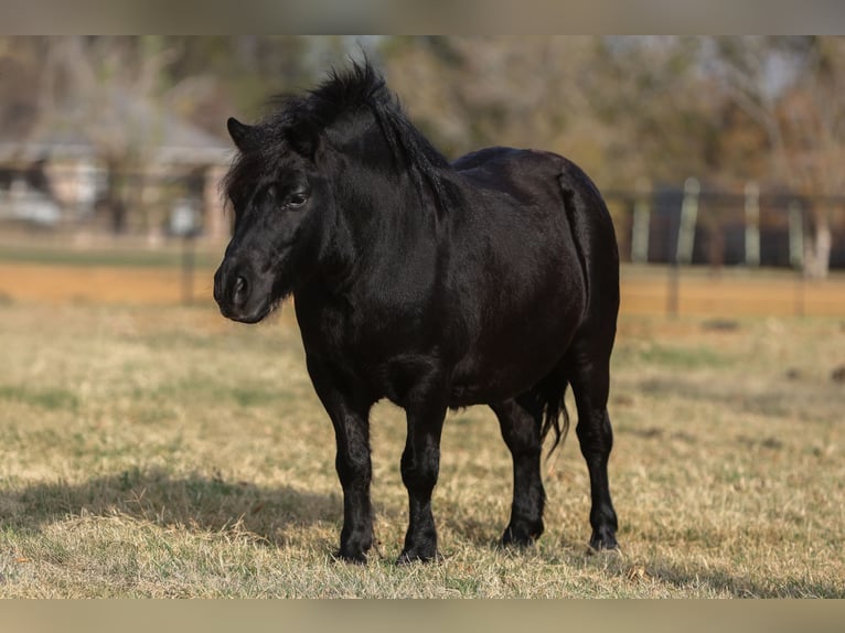 Más ponis/caballos pequeños Caballo castrado 8 años 109 cm Negro in Cleburne