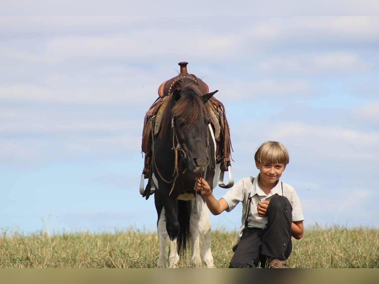 Más ponis/caballos pequeños Caballo castrado 8 años 109 cm Pío in Rebersburg