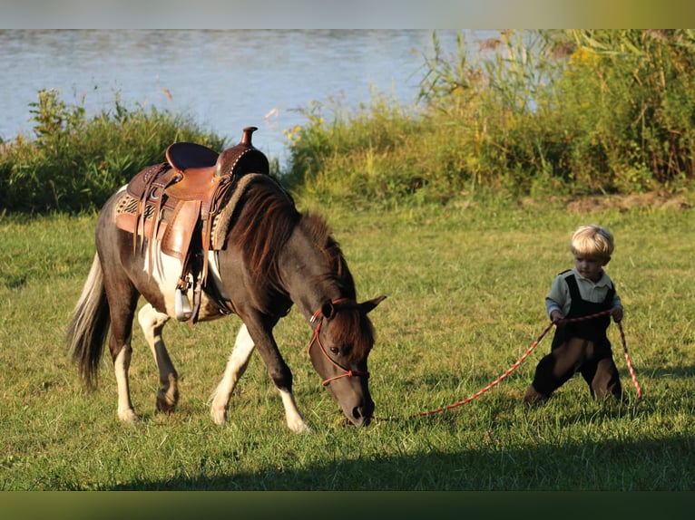 Más ponis/caballos pequeños Caballo castrado 8 años 109 cm Pío in Rebersburg
