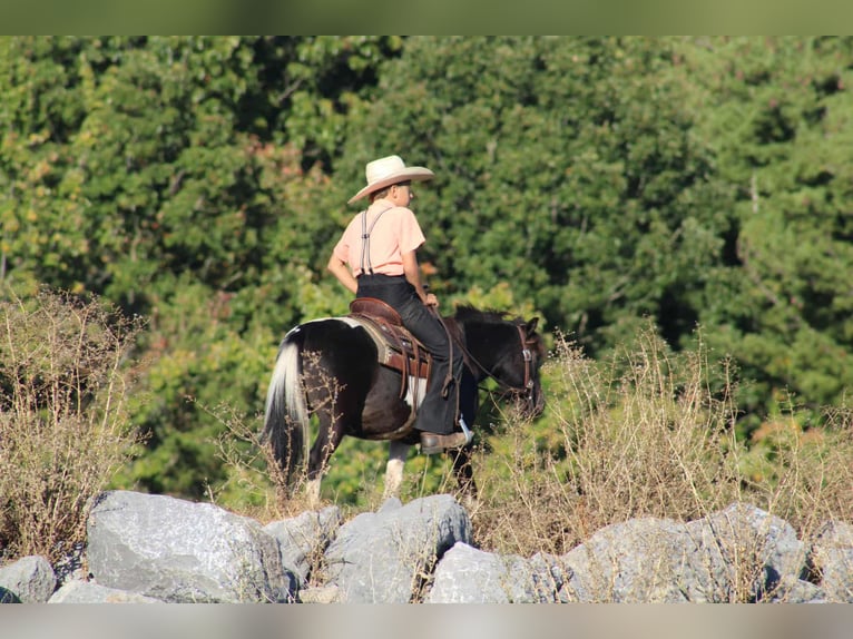 Más ponis/caballos pequeños Caballo castrado 8 años 109 cm Pío in Rebersburg
