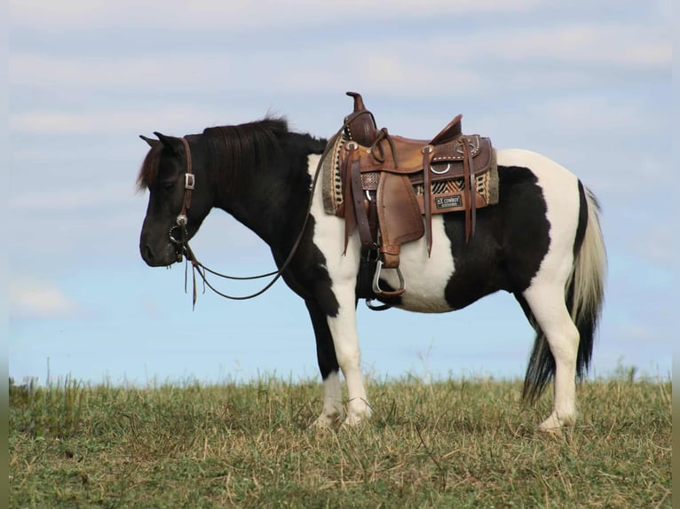 Más ponis/caballos pequeños Caballo castrado 8 años 109 cm Pío in Rebersburg