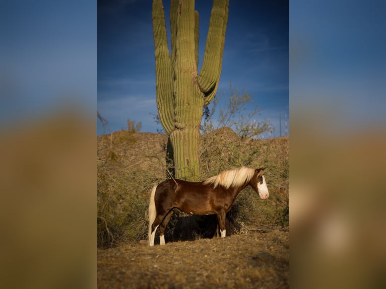 Más ponis/caballos pequeños Caballo castrado 8 años 112 cm  in Phoenix