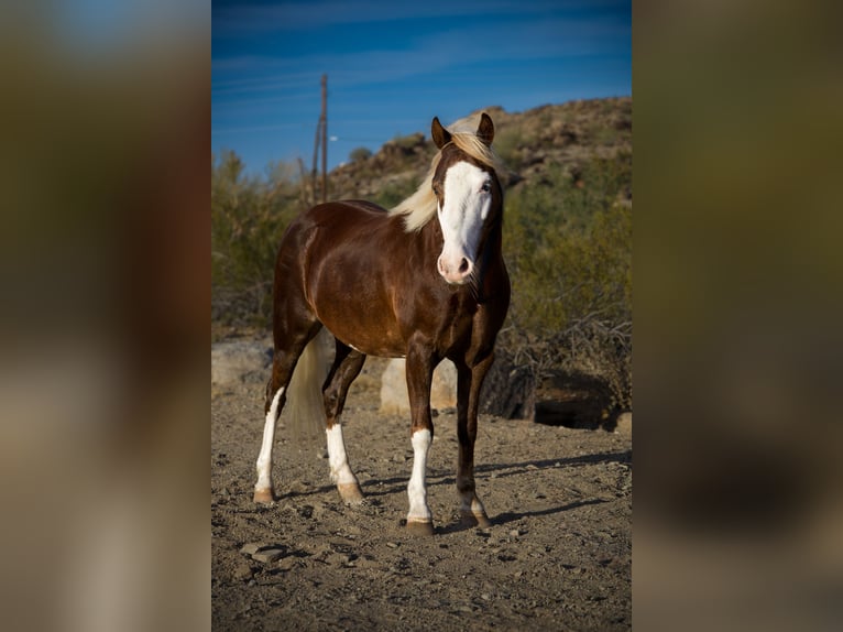 Más ponis/caballos pequeños Caballo castrado 8 años 112 cm  in Phoenix