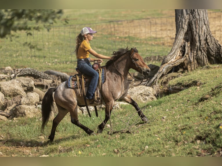Más ponis/caballos pequeños Caballo castrado 8 años 112 cm Castaño-ruano in Joshua