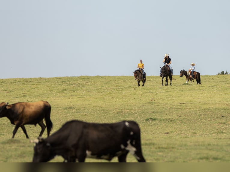 Más ponis/caballos pequeños Caballo castrado 8 años 112 cm Castaño-ruano in Joshua