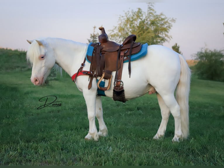 Más ponis/caballos pequeños Caballo castrado 8 años 112 cm Pío in Thedford