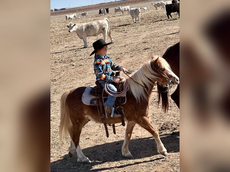 Más ponis/caballos pequeños Caballo castrado 8 años 114 cm Ruano alazán in Edgewood