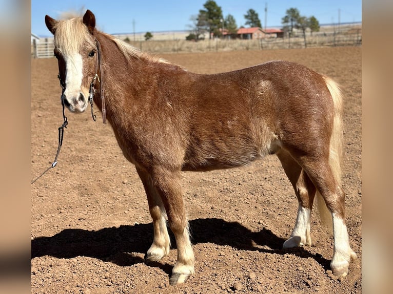 Más ponis/caballos pequeños Caballo castrado 8 años 114 cm Ruano alazán in Edgewood