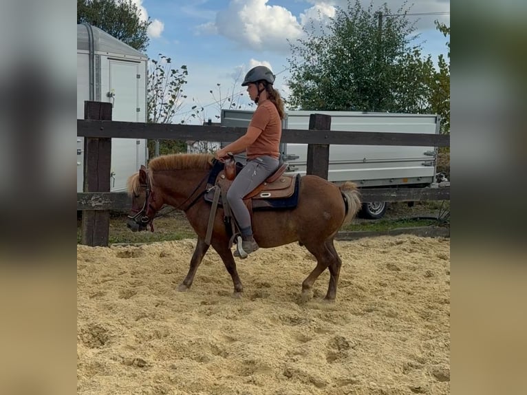 Más ponis/caballos pequeños Caballo castrado 8 años 120 cm Alazán-tostado in Daleiden