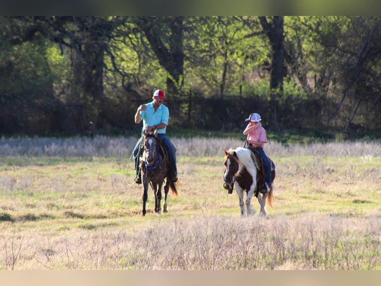 Más ponis/caballos pequeños Caballo castrado 8 años 122 cm Pío in Whitesboro