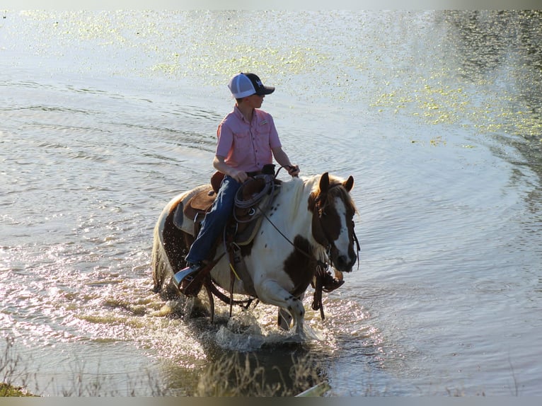 Más ponis/caballos pequeños Caballo castrado 8 años 122 cm Tobiano-todas las-capas in Whitesboro
