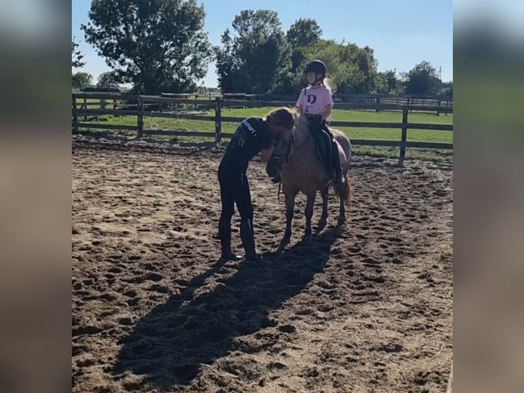 Más ponis/caballos pequeños Caballo castrado 8 años 125 cm Bayo in Rechnitz