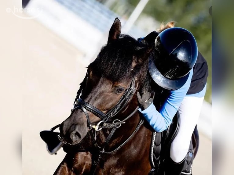 Más ponis/caballos pequeños Caballo castrado 8 años 130 cm Negro in Leczyca