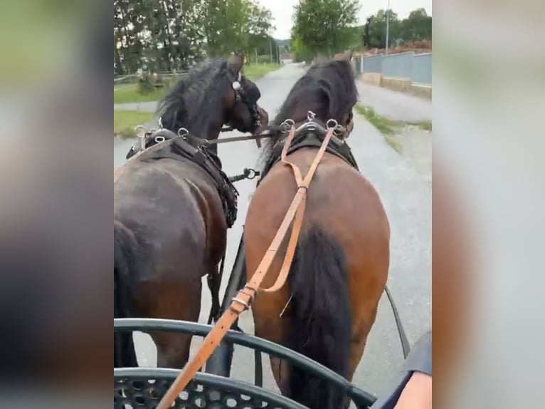 Más ponis/caballos pequeños Caballo castrado 8 años 133 cm Castaño oscuro in Rechnitz