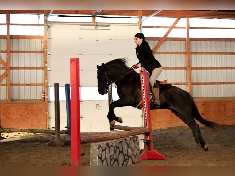 Más ponis/caballos pequeños Caballo castrado 8 años 135 cm Ruano azulado in Needmore
