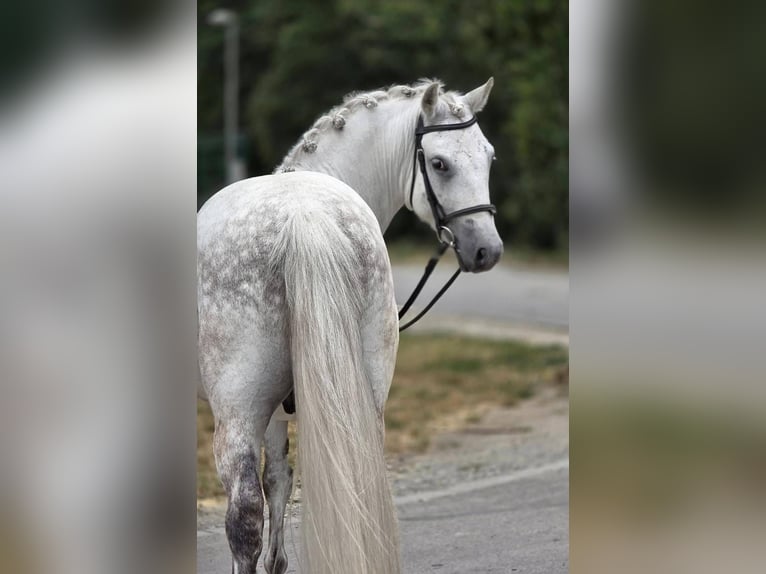 Más ponis/caballos pequeños Caballo castrado 8 años 135 cm Tordo in Határ utca 25