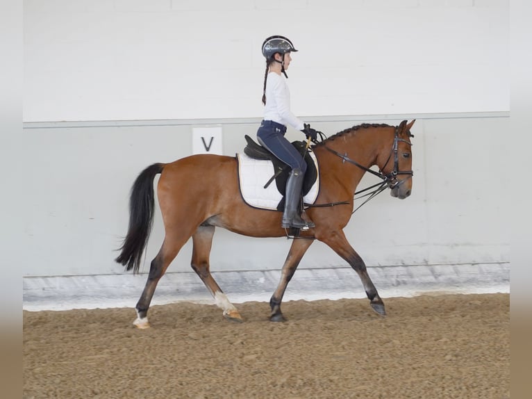 Más ponis/caballos pequeños Mestizo Caballo castrado 8 años 138 cm Castaño in Buchholz in der Nordheide