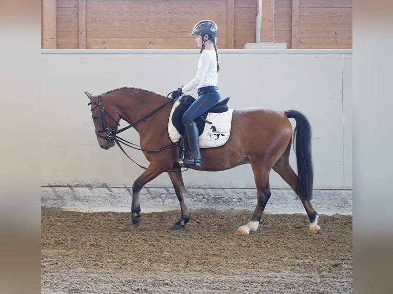 Más ponis/caballos pequeños Mestizo Caballo castrado 8 años 138 cm Castaño in Buchholz in der Nordheide