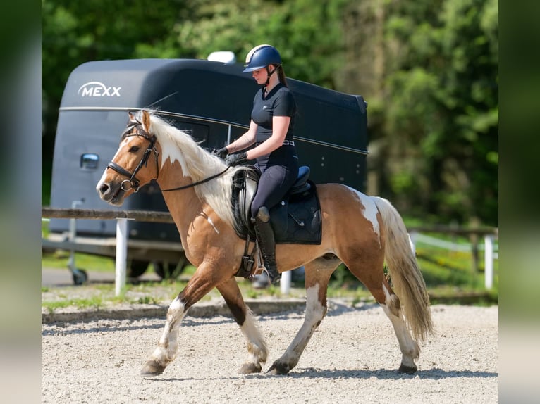 Más ponis/caballos pequeños Caballo castrado 8 años 140 cm Pío in Neustadt (Wied)