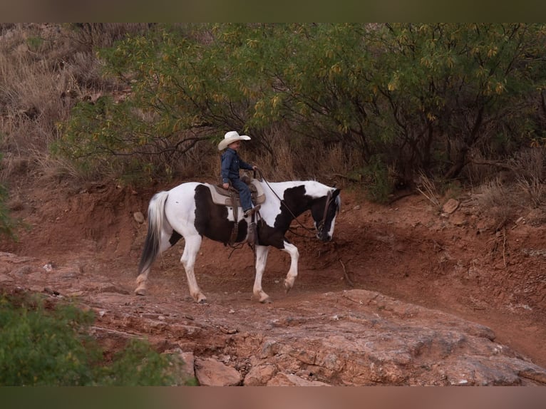 Más ponis/caballos pequeños Caballo castrado 8 años 142 cm Pío in Canyon