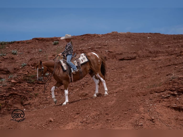 Más ponis/caballos pequeños Caballo castrado 8 años 142 cm Pío in Canyon
