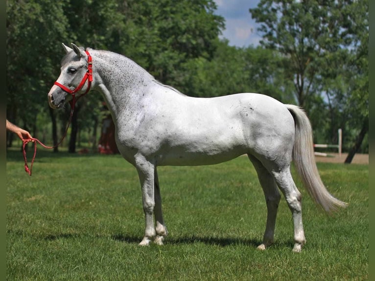 Más ponis/caballos pequeños Caballo castrado 8 años 143 cm Tordo in B&#xE9;k&#xE9;scsaba