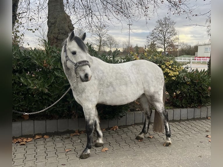 Más ponis/caballos pequeños Caballo castrado 8 años 143 cm Tordo rodado in Ahlen