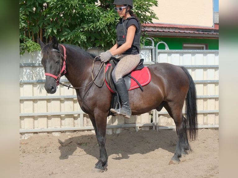 Más ponis/caballos pequeños Caballo castrado 8 años 144 cm Negro in Rudersdorf