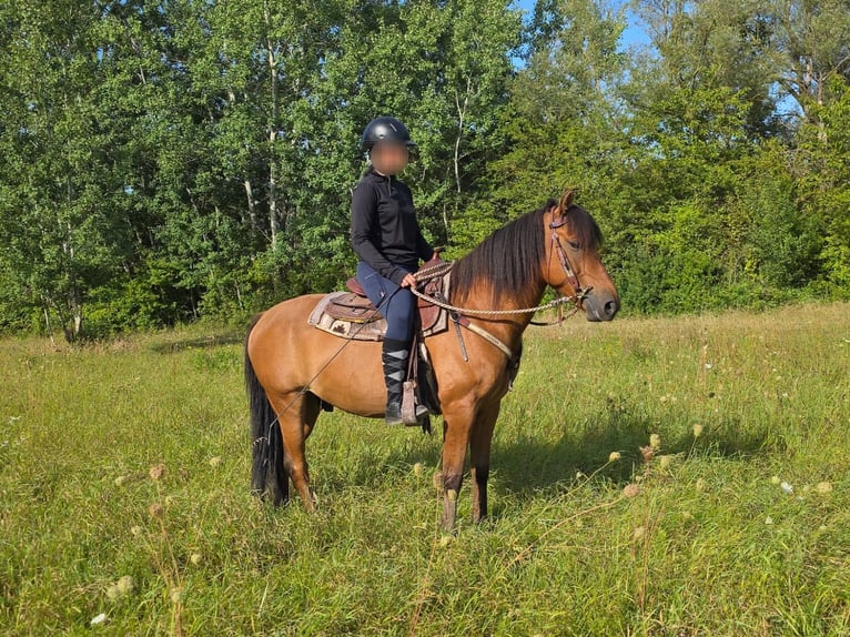 Más ponis/caballos pequeños Caballo castrado 8 años 145 cm Bayo in Linkenbach