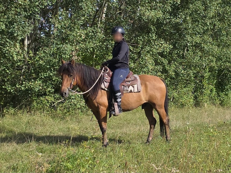 Más ponis/caballos pequeños Caballo castrado 8 años 145 cm Bayo in Linkenbach