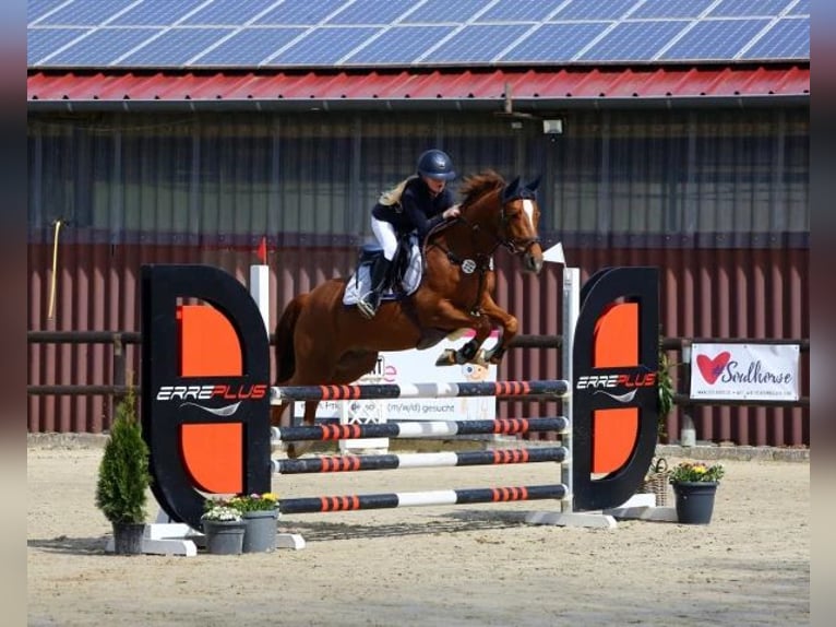 Más ponis/caballos pequeños Caballo castrado 8 años 148 cm Alazán in Schwerte