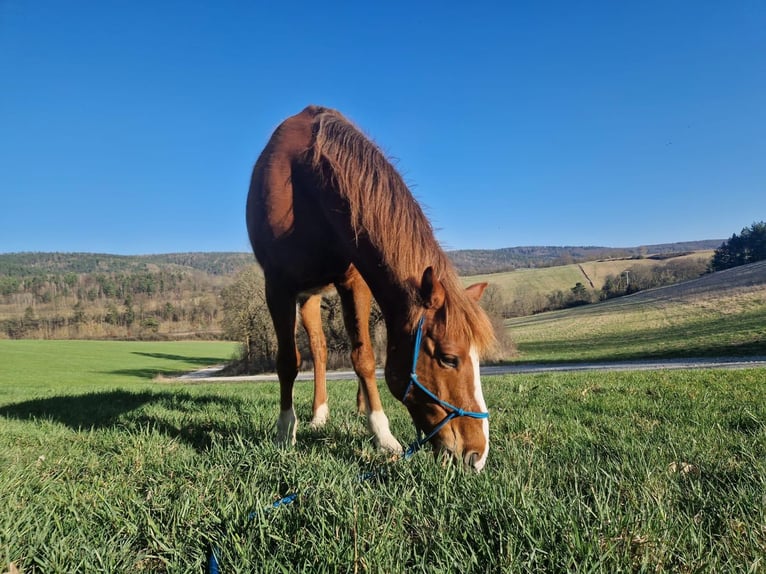 Más ponis/caballos pequeños Caballo castrado 8 años 150 cm Alazán in Plaue