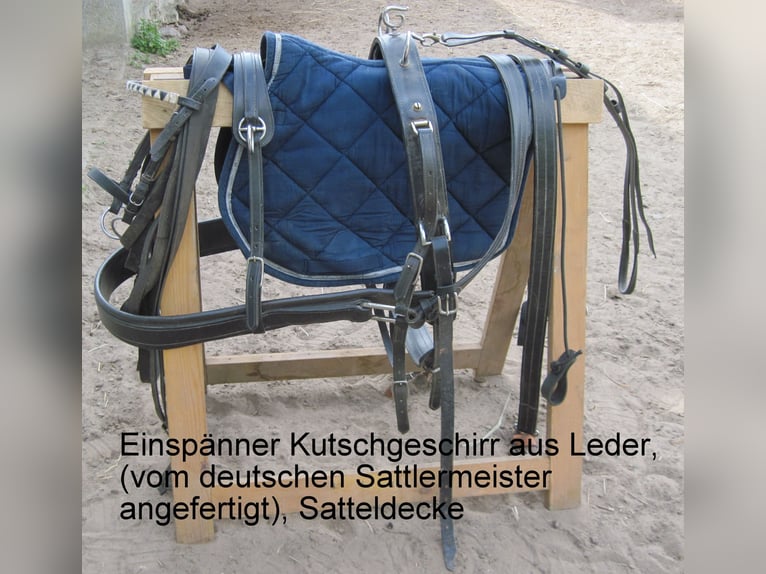 Más ponis/caballos pequeños Mestizo Caballo castrado 8 años 150 cm Pío in Angerm&#xFC;nde