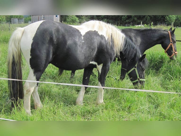 Más ponis/caballos pequeños Mestizo Caballo castrado 8 años 150 cm Pío in Angerm&#xFC;nde