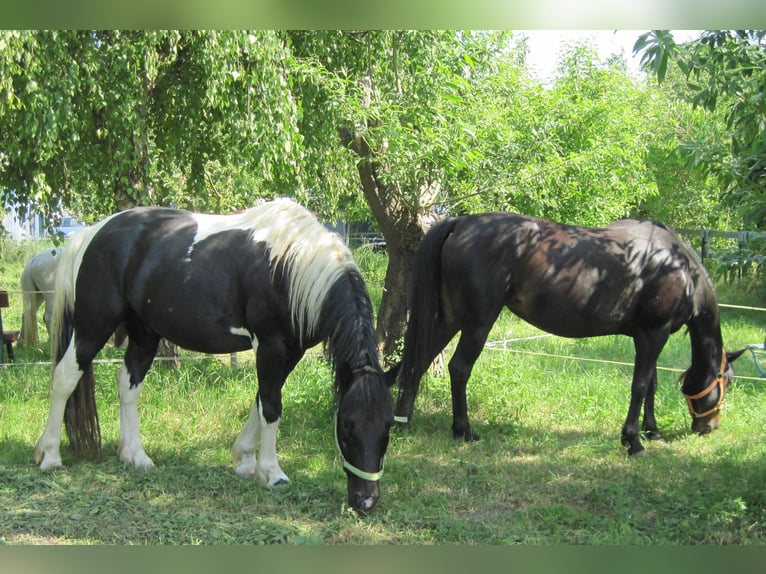 Más ponis/caballos pequeños Mestizo Caballo castrado 8 años 150 cm Pío in Angerm&#xFC;nde